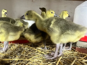 Boboci de gâscă toulouse - imagine 2