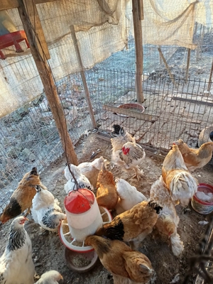 Oua incubat găini austrolorp și brahma  - imagine 4