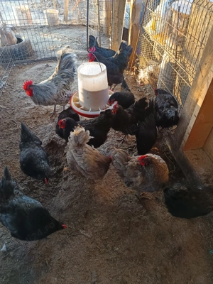 Oua incubat găini austrolorp și brahma  - imagine 3