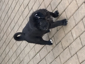 Femelute Asia Centrală  - imagine 2