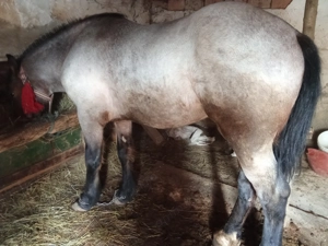 Vând mânz de un an și nouă luni mai multe detali la telefon  - imagine 2