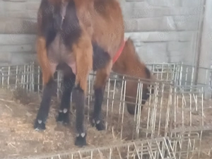 Vand capra alpina cu lapte