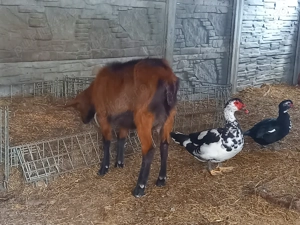 Vand capra alpina cu lapte - imagine 2