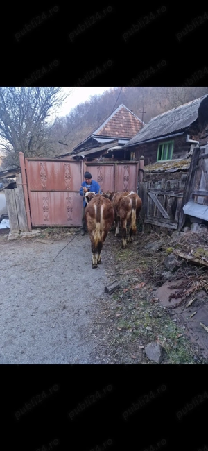 Vand tauri bălțată românească  - imagine 5