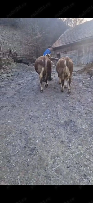 Vand tauri bălțată românească  - imagine 3