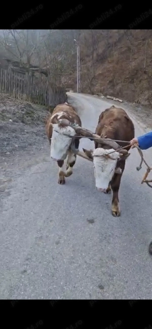 Vand tauri bălțată românească  - imagine 2