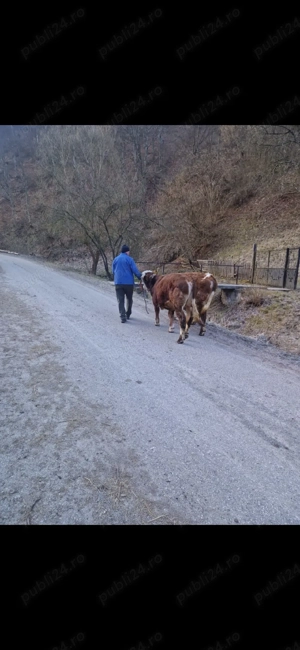 Vand tauri bălțată românească  - imagine 4