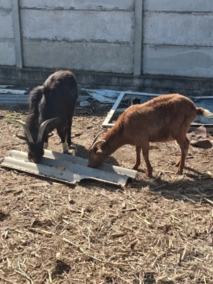 capre de vinzare - imagine 5