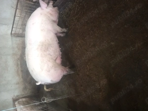 Scroafa de vânzare  - imagine 3