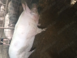 Scroafa de vânzare  - imagine 2