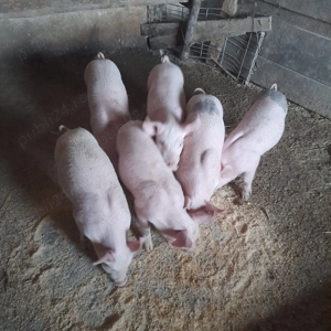 Purcei de vânzare  - imagine 3