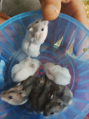 Vand  donez hamsteri 