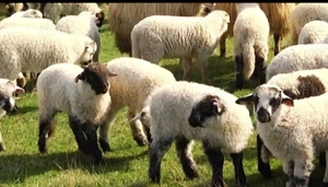 Miei de vanzare pentru Paște... 