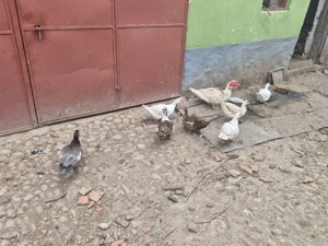 rațe de vanzare ! - imagine 2