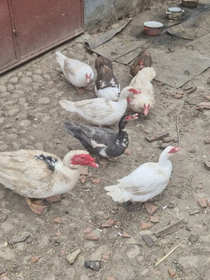 rațe de vanzare ! - imagine 4