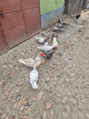 rațe de vanzare ! - imagine 5