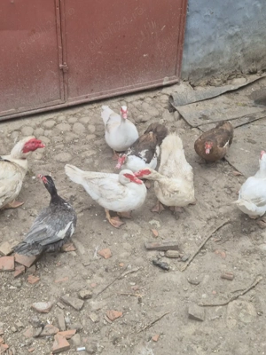 rațe de vanzare ! - imagine 3