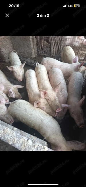 vand 15 suldei 12 mscuri castraț 35 50 kg 