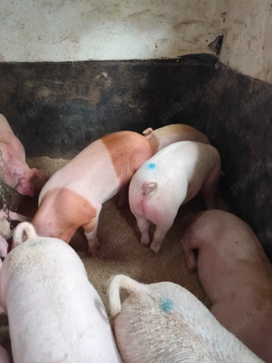 porci de carne , toate mărimile 25kg-140kg - imagine 3