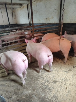 porci de carne , toate mărimile 25kg-140kg - imagine 4
