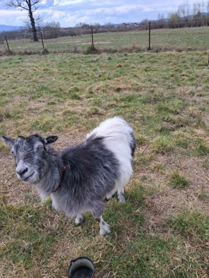 capră pentru sacrificare - imagine 3