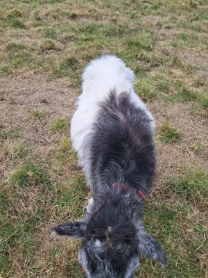 capră pentru sacrificare - imagine 5