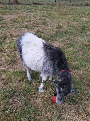 capră pentru sacrificare - imagine 2