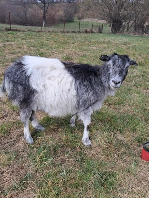 capră pentru sacrificare - imagine 4