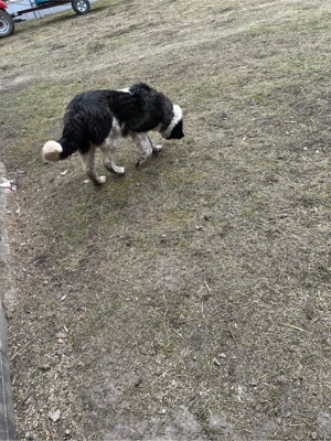 Vând femelă ciobanesc de Bucovina  - imagine 2