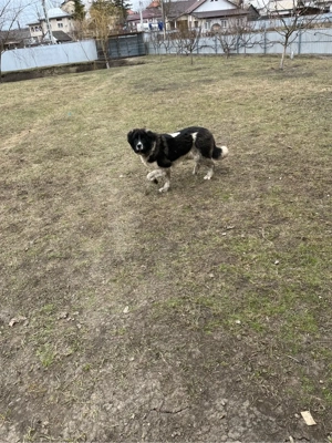 Vând femelă ciobanesc de Bucovina  - imagine 3