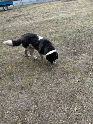 Vând femelă ciobanesc de Bucovina 