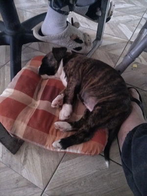 Vând cățelușa Boxer Tigrat - imagine 2