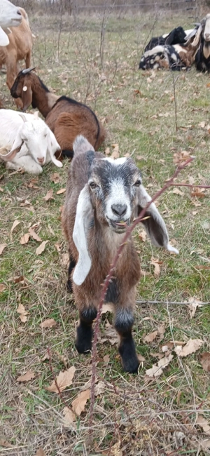 Ied Anglo Nubian - imagine 2