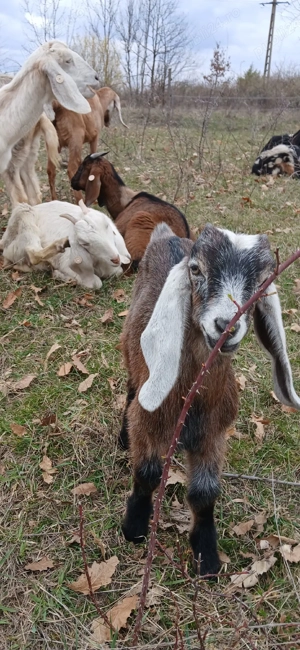 Ied Anglo Nubian - imagine 5