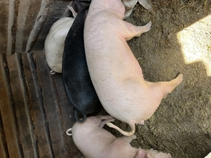 De vânzare porci  - imagine 3