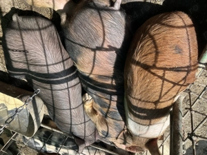 De vânzare porci  - imagine 4