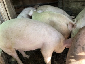 Porci de vânzare  - imagine 3