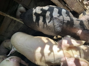 De vânzare porci  - imagine 5