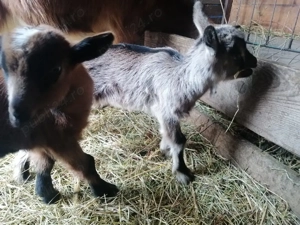 Vând urgent 2 capre de rasa cu iezi foarte bune de lapte - imagine 5