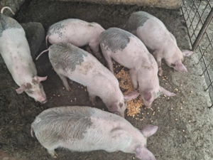 Purcei  carne de vanzare din producție proprie, 11 saptamani  - imagine 4