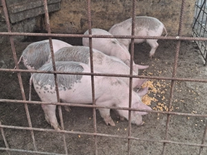 Purcei  carne de vanzare din producție proprie, 11 saptamani  - imagine 2