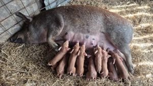 De vânzare scroafa cu purcei  - imagine 2