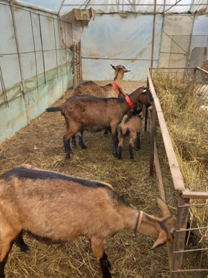 vand trei capre alpina  franceză  - imagine 3