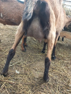 vand trei capre alpina  franceză  - imagine 4