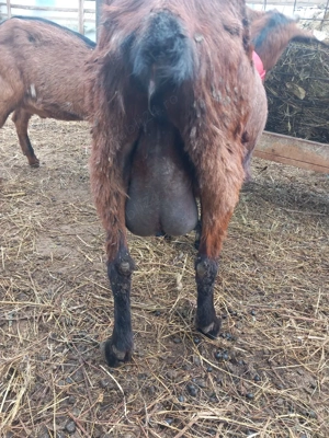 vand trei capre alpina  franceză  - imagine 5