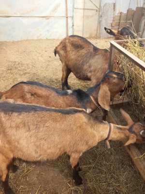 vand trei capre alpina  franceză  - imagine 2