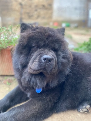 de vanzare Chow chow - imagine 3