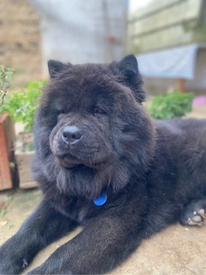 de vanzare Chow chow - imagine 4