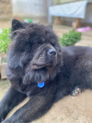 de vanzare Chow chow - imagine 2