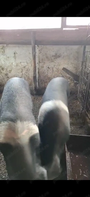 vier și scroafă de vanzare  - imagine 2